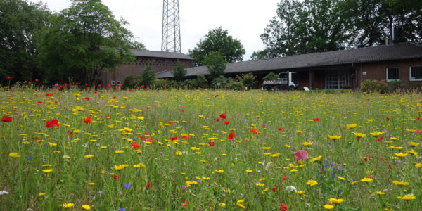 Der Eingangsbereich zum Ostfriedhof mit einer Blumenwiese im Vordergrund und Blick auf das Friedhofsgebäude und die Trauerhalle.