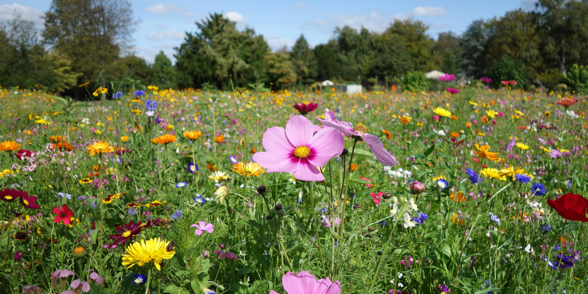 In den Naturgrabstätten findet die Beisetzung der Särge und Urnen in einer Blumenwiese statt.