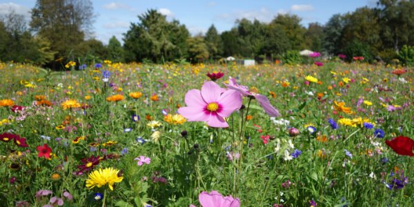 In den Naturgrabstätten findet die Beisetzung der Särge und Urnen in einer Blumenwiese statt.