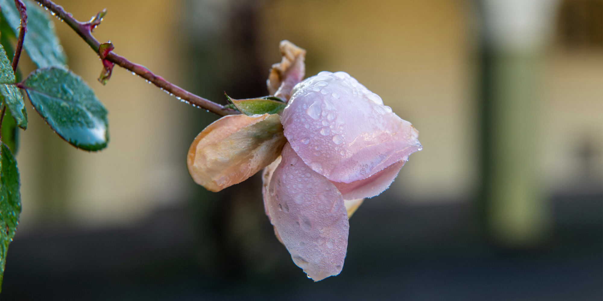 Rosenblüte am Eingang zum Hauptfriedhof.