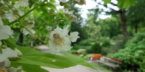 Weiße Blüte mit roten Sprenkeln eines Baumes auf dem Ostfriedhof