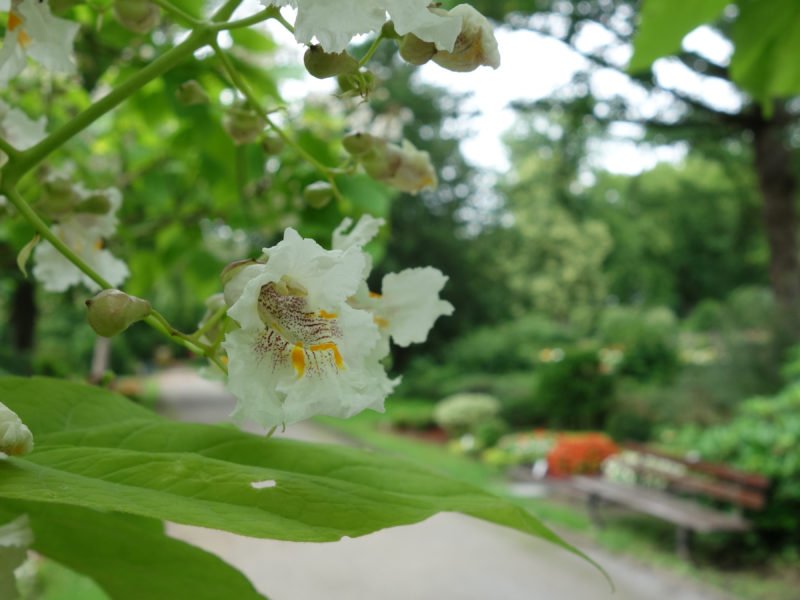 Weiße Blüte mit roten Sprenkeln eines Baumes auf dem Ostfriedhof