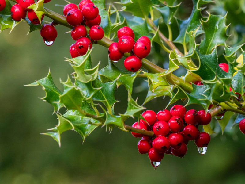 Blätter einer Stechpalme mit roten Beeren an denen Wassertropfen hängen.